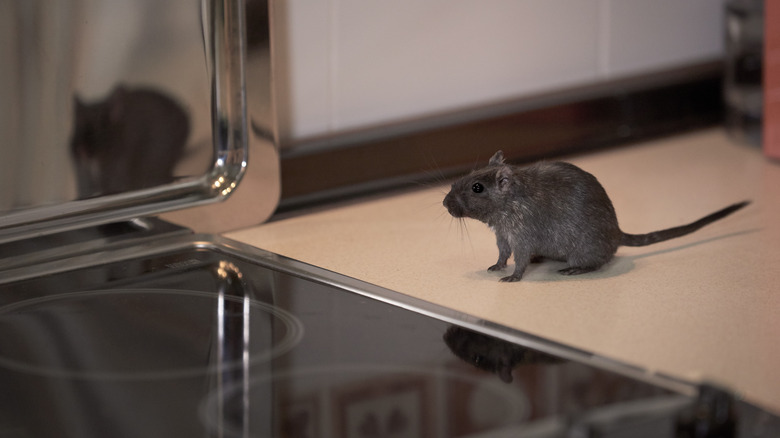 Gray mouse next to stove