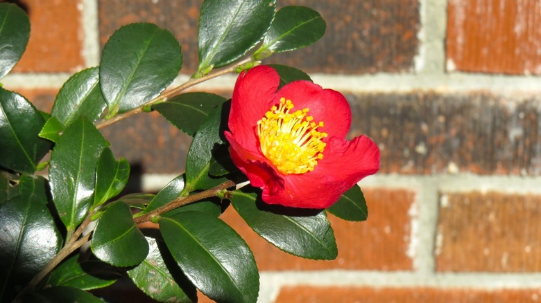 Yuletide camellia in bloom 