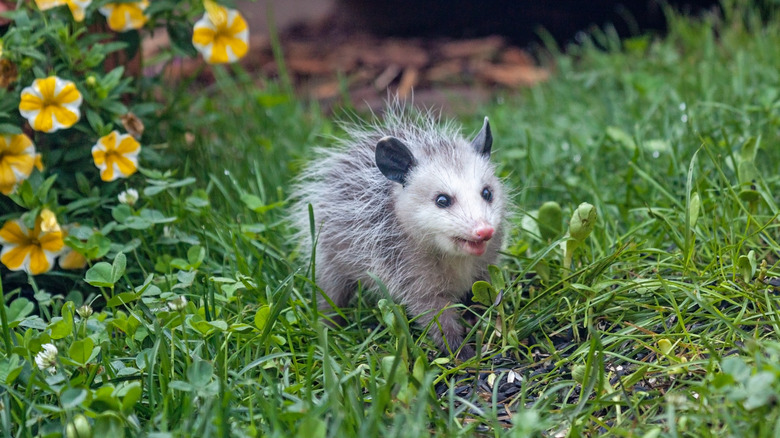 opossum in grassy yard