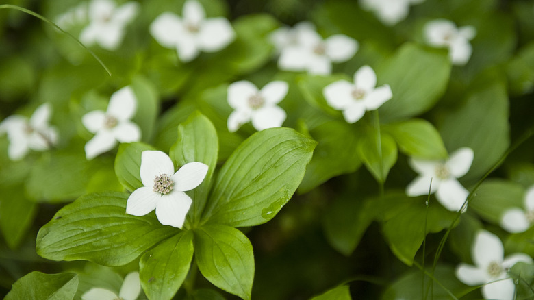 flowering bunchberry