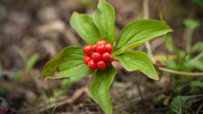 bunchberry with berries