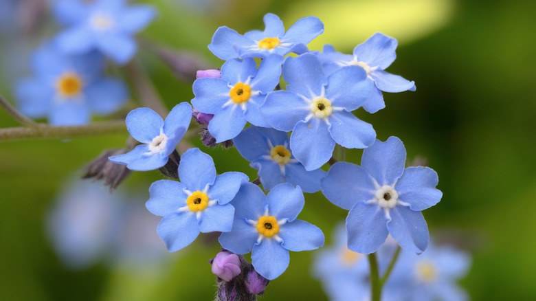 forget-me-nots