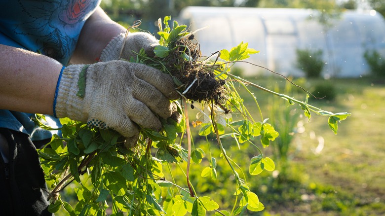 gardener holding weeds in hands