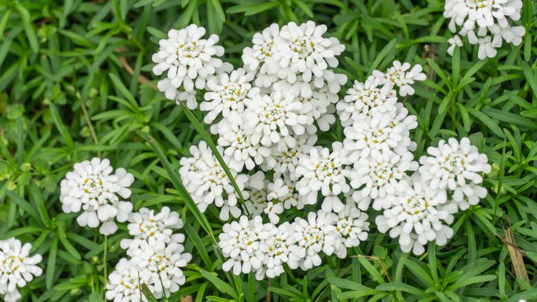 candytuft showing flowers and foliage