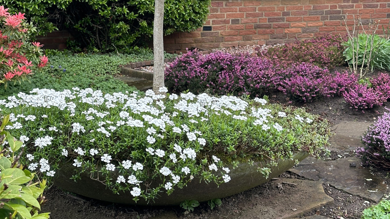 candytuft as a ground cover