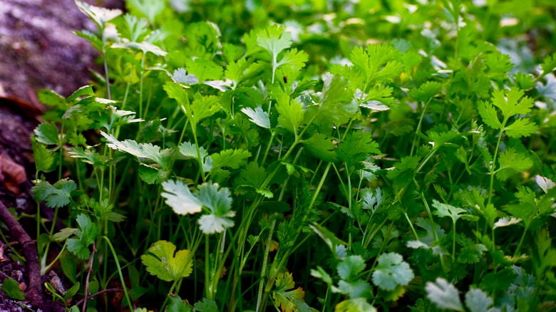 Bushy cilantro plant