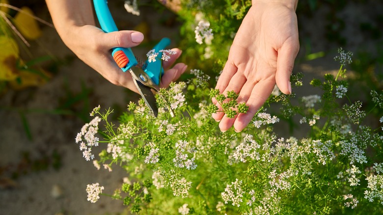 Harvesting coriander seeds