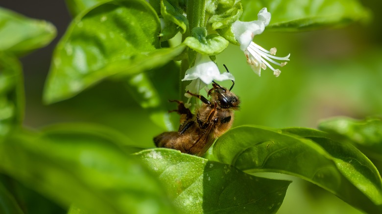 Bee on a basil plant