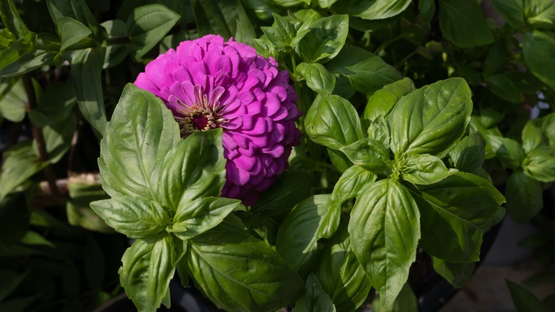 Zinnia and basil growing together