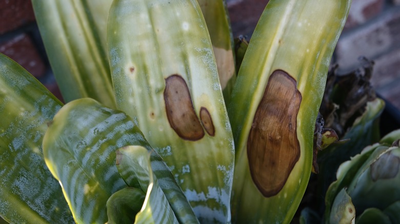 Fungi on snake plant leaves 