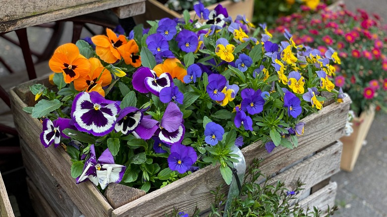 Decorative wooden box with horned violets