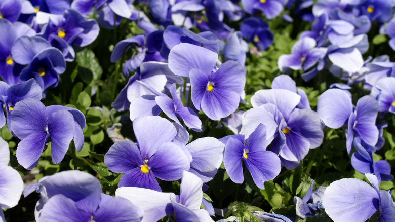 Horned violets in springtime