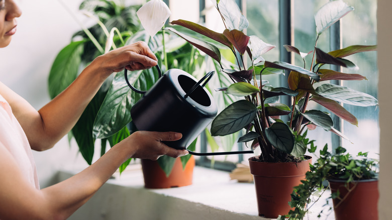 woman watering plants