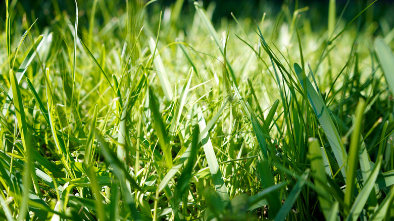Close-up of St. Augustine grass