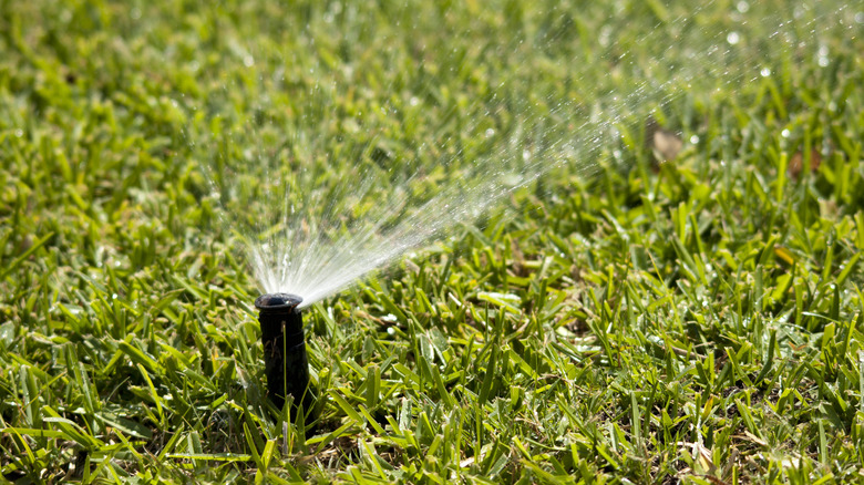 Sprinkler watering section of lawn