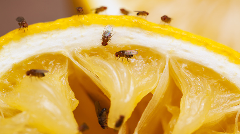 fruit flies on lemon