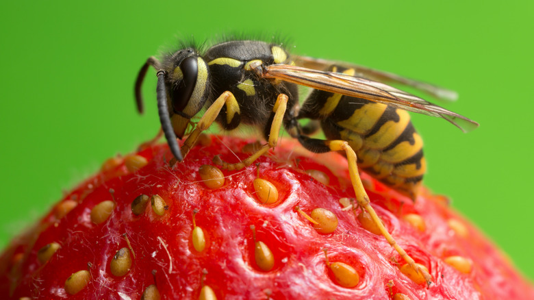 yellowjacket on a strawberry