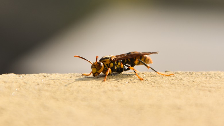 yellowjackets on the ground