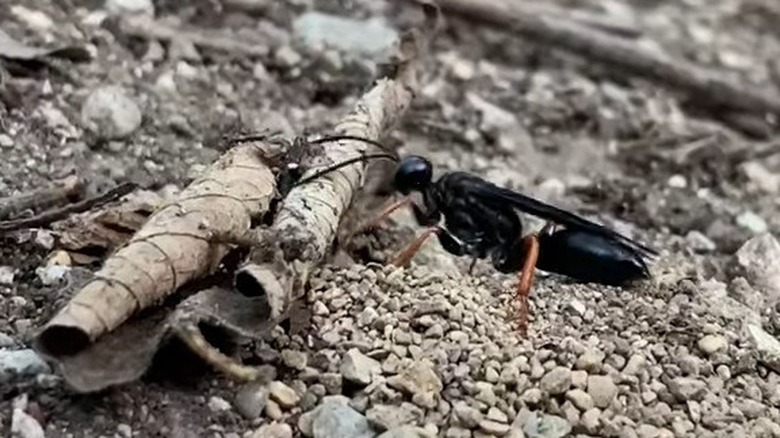 Digger wasp near nest