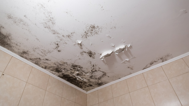 black mold on ceiling