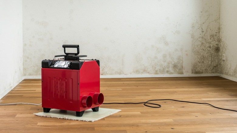 dehumidifier with moldy walls