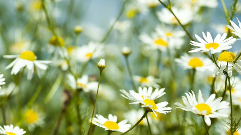 field of chamomile