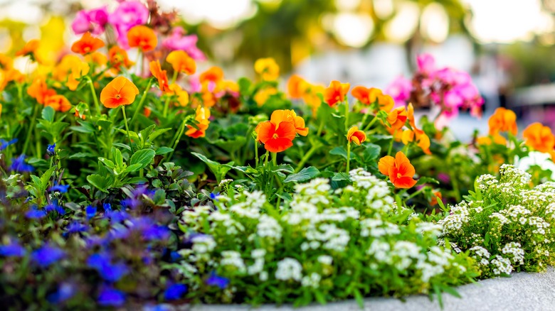 multiple flowers growing along wall