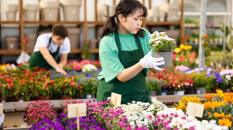 Asian worker checking white flower