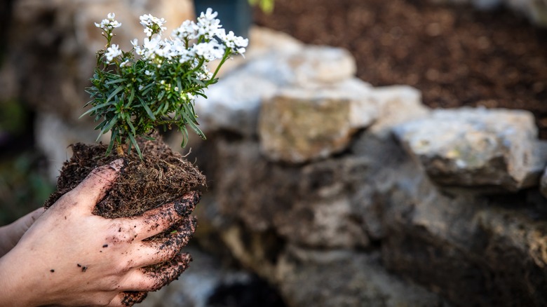 hands planting candytuft near wall