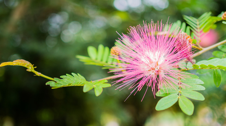 Pink monkeypod flower