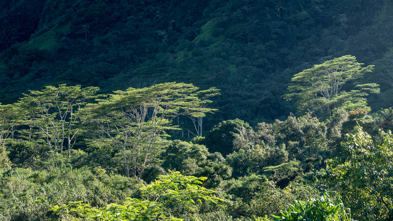 Albizia trees in forest