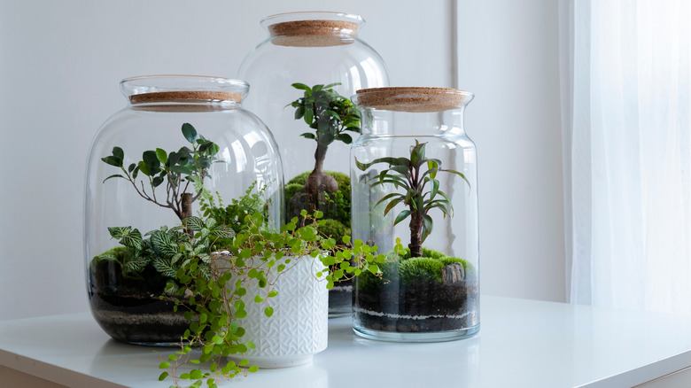 closed terrariums 