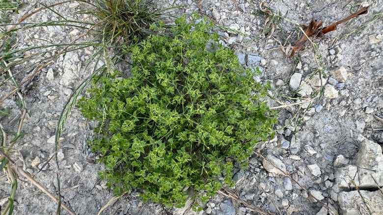 close up of garden spurge