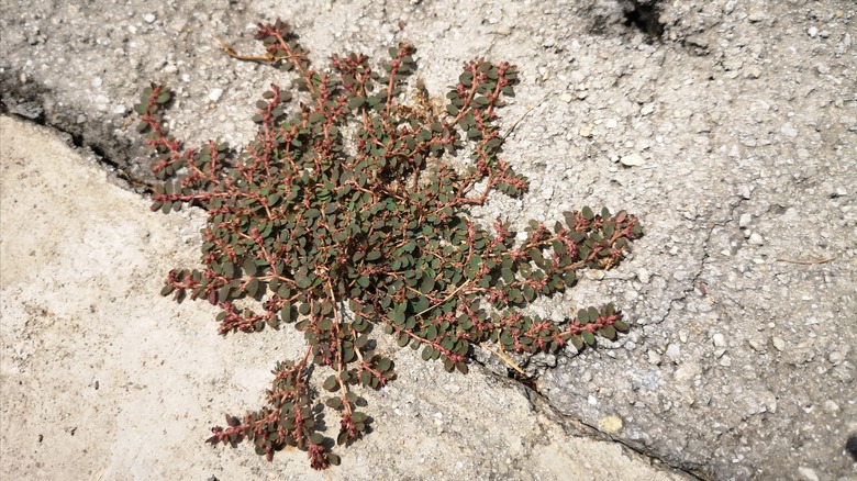 spotted spurge growing from crack