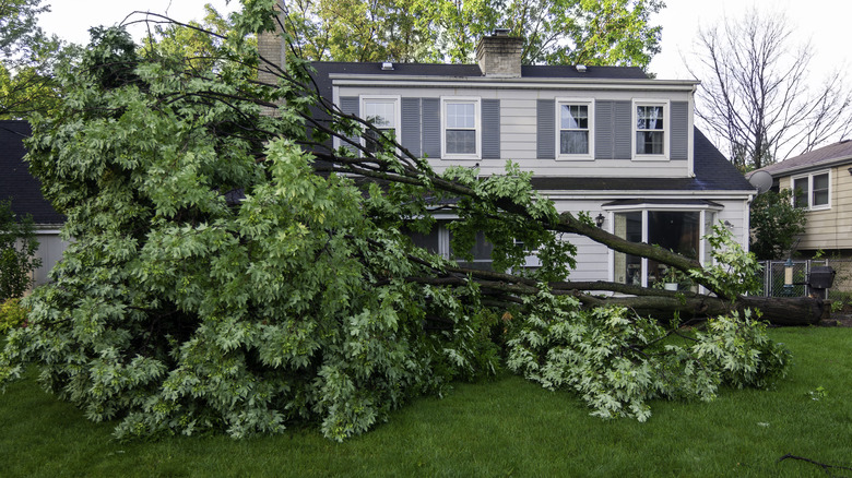 felled tree needs removal