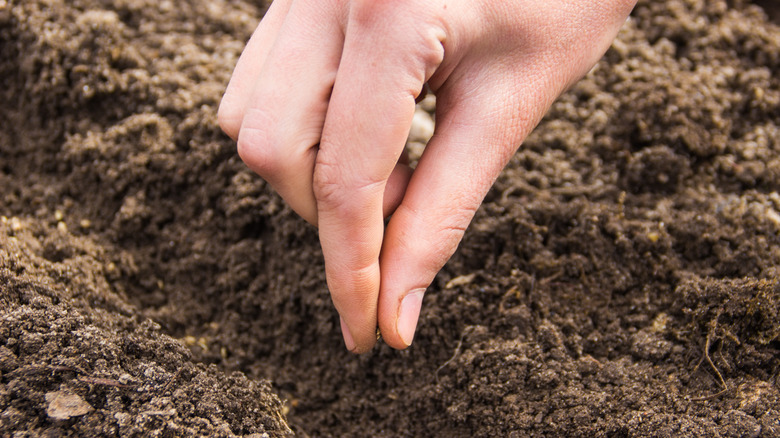 Hand dropping seeds into soil 