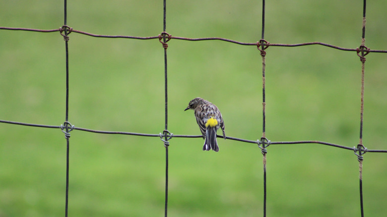 Bird perched on a chicken wire fence