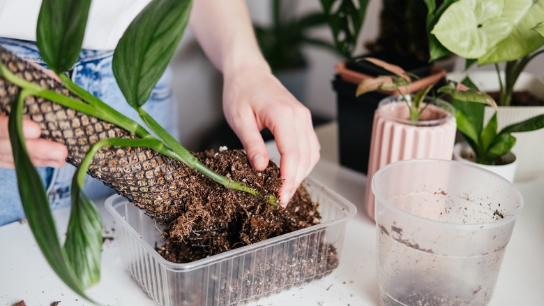 Woman repotting plant on moss pole