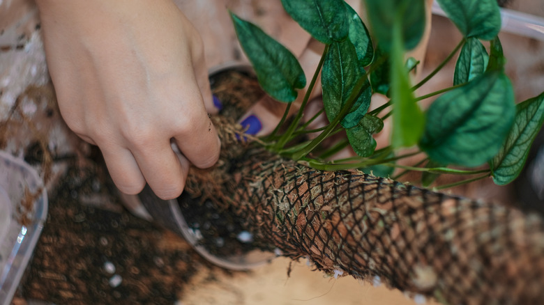 Person tying plant to moss pole