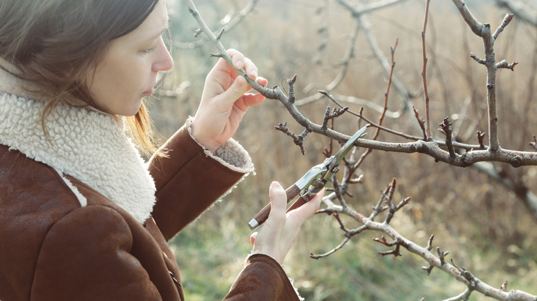 Person pruning tree branches on a sunny day