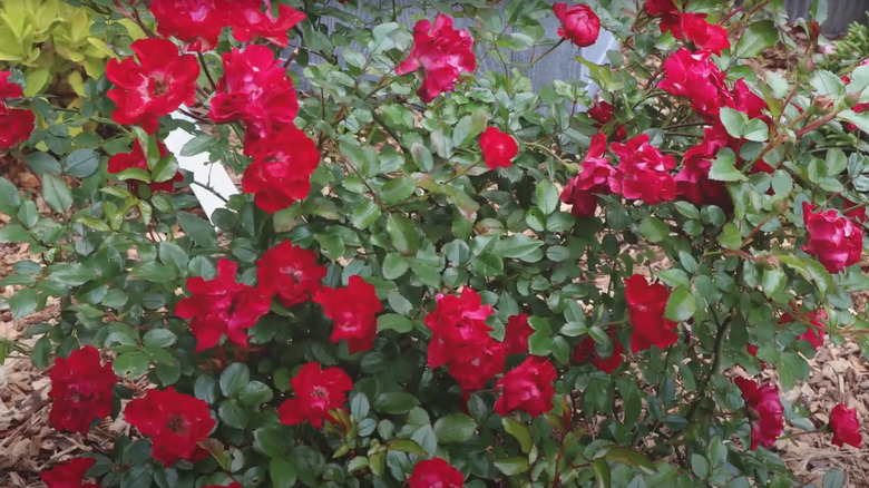 A closeup of "It's a Breeze" red rose