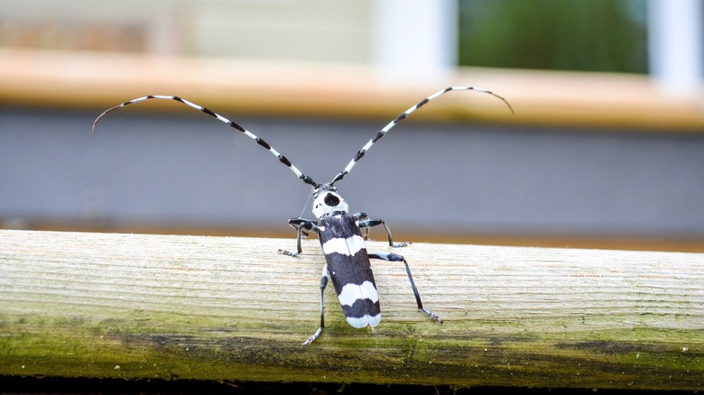 black and white Banded alder