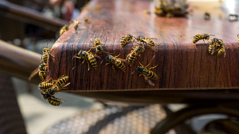 wasps on outdoor table