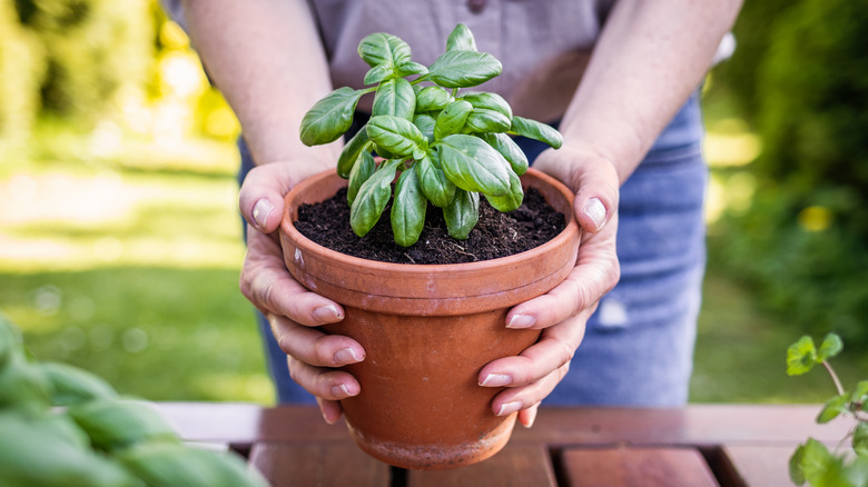 woman holding basil plant 