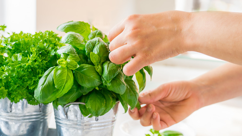 woman picking basil plant 