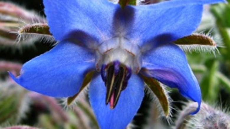 Blue borage flower
