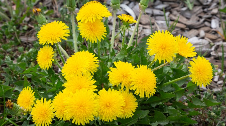 A patch of dandelions