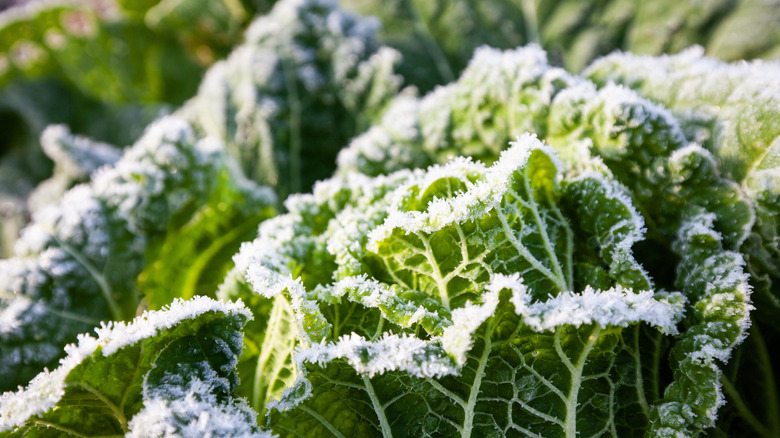 An up close view of a layer of frost on green garden cabbages