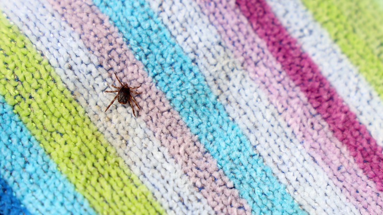 Tick on towel