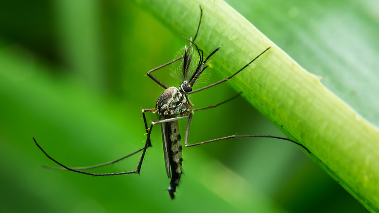 mosquito on plant close up